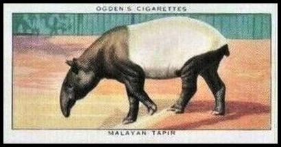 43 Malayan Tapir